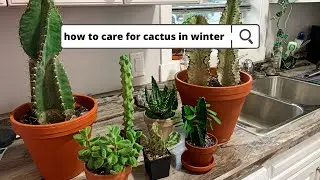 Cactus + Succulent Winter Care 🌧 (no grow lights)