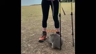 Wally the Wombat