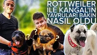 Rottweiler Marla'nın Yavruları Doğdu Sahiplendirilecektir 🙏😄 - Kangal Mix