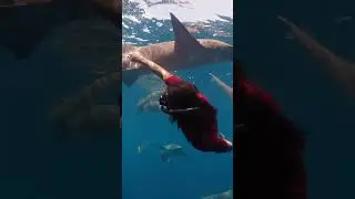 🦈 It’s perfectly normal to be scared of sharks. Even if it is a nurse shark. #shorts