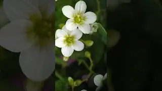 Доброе утро! Летняя пора, очей очарованье - Красивое доброе утро лета 
