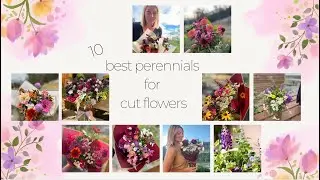 10 Best Perennials for Cut Flowers || with photos!