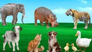 Amazing Animal Moments - Dogs, Cats, Goats, Tigers, Hippos - Familiar Animals