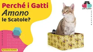 🐱Perché i Gatti Amano le SCATOLE?🎁