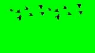 Birds Flying Animation Green Screen overlay Effects HD No copyright