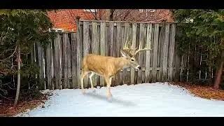 Happy Holidays from my Digital Deer! 