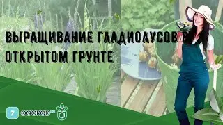 Выращивание гладиолусов в открытом грунте