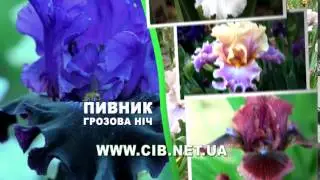Сельский Вестник Украина - ирис грозовая ночь