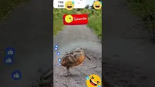 A BIRD FUNNY DANCIE SO CUTE #shorts #birds #viral