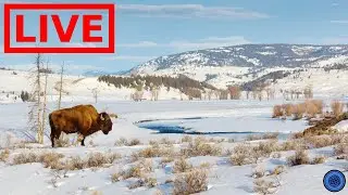 🌎 LIVE Yellowstone National Park