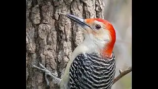 Интересные факты о дятлах(Interesting facts about woodpeckers).