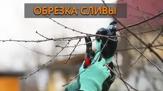 Как обрезать сливу? Не игнорируйте это дерево!