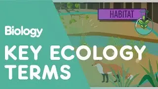 Key Ecology Terms | Ecology and Environment | Biology | FuseSchool