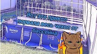 Кот сам себя испугался 😂