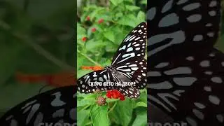 Мальчик-Одуванчик – Наталия Лансере