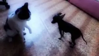Best Fight Ever Seen Between Cats And Dog!!