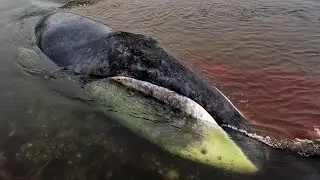 Гренландский кит застрял в реке в Хабаровском крае видео со всех точек