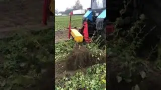 Выкопка саженцев смородины в питомнике 