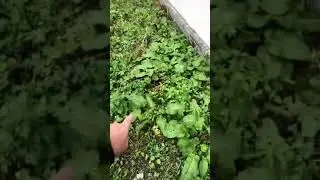 🔥Отмостаа дома из тротуарной плитки🔥