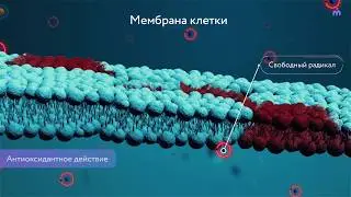 Таблетки для собак. Мексидол Вет. Спасение собаки. Лечение собаки. Сердечно -сосудистые заболевания