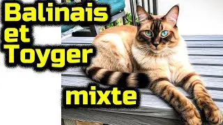 Chat Balinais et Toyger Chat de race mixte