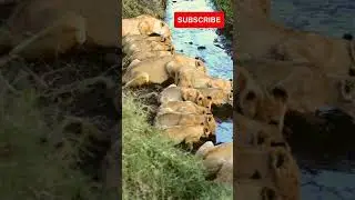 More than 20 Lions drinking water. incredible moment caught on camera