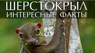 Шерстокрыл - интересные факты