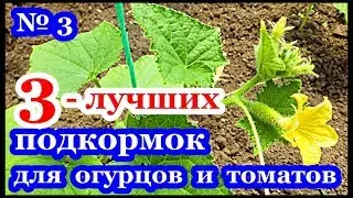 █ 3 ЛУЧШИХ ПОДКОРМОК ДЛЯ ОГУРЦОВ ТОМАТОВ и... ч.3 // Удобрение СВОИМИ РУКАМИ