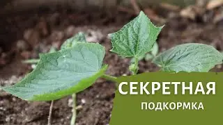 Секретный ингредиент, от которого огурцы моментально идут в рост.