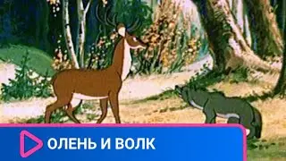 👨‍👨‍👧‍👧 ВОЛК ОБМАНУЛ ОЛЕНЯ! Олень и волк. Союзмультфильм.