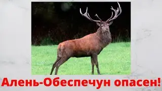 Алень обеспечун! Лучше обойти!