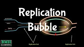 DNA Replication Bubble | Replication Fork |