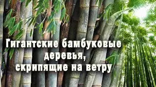 Звуки бамбукового леса