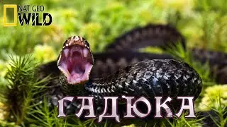 Смертоносные змеи - Гадюки. 