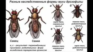 Сцепленное наследование