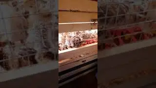 Пропойка индюшат по дням! Чем поить индюшат?