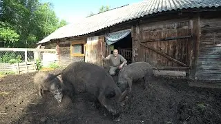 ЖИЗНЬ на СВОЕЙ ЗЕМЛЕ в ГЛУХОЙ БЕЛОРУССКОЙ ДЕРЕВНЕ в ЛЕСУ. №266