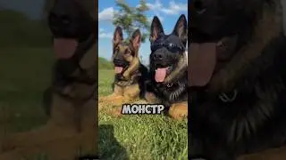 Самые мощные челюсти у собак 