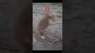 Когда затонировался 2 часа назад😂 Наш телеграм @topovaya_lada