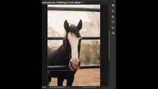 How to remove fences easily using contant aware tool in photoshop 2023