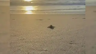 Jacksonville area sea turtles having successful nesting season