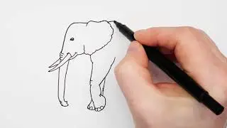 Elephant drawing – How to draw a Elephant step by step