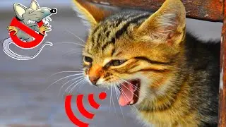 Cat sounds to scare mice | Sound of cats to scare the rats | cats to scare the rats | Anti Rat