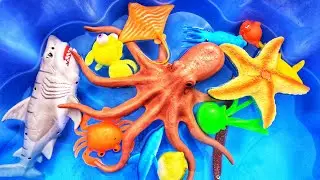 Learn Sea Animals in Spanish & English | Aprender Nombres de Animales Marinos en Español y Inglés