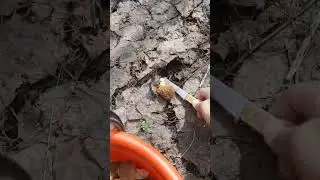 Апрель.  Сморчки.