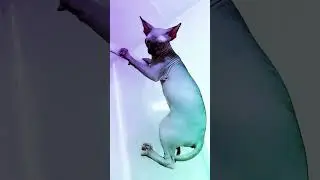 Новая песня Глюкозы руки вверх покажите подмышки лысая кошка чуть не упала