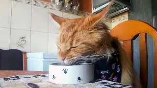 Мейн кун Степа. По прежнему предпочитает кушать за столом😺