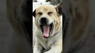 Why Do We Yawn? The Weird Science Behind It!