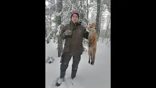 охота с русской гончей на зайца и лису