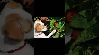 собаки и помидоры